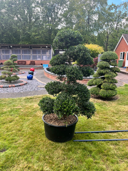 Cloud Tree 11 - 155cm