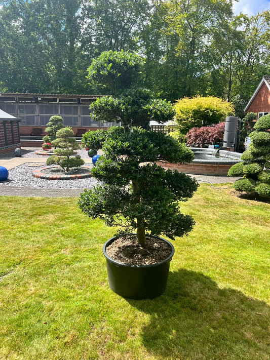 Cloud Tree 12 - 162cm