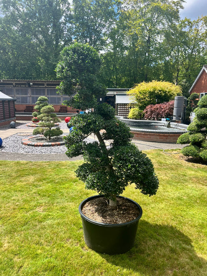 Cloud Tree 13 - 170cm