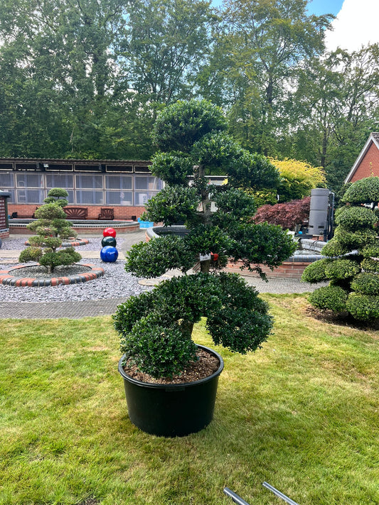 Cloud Tree 3 - 161cm