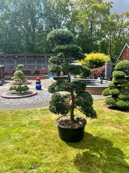 Cloud Tree 8 - 170cm