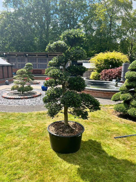 Cloud Tree 9 - 165cm