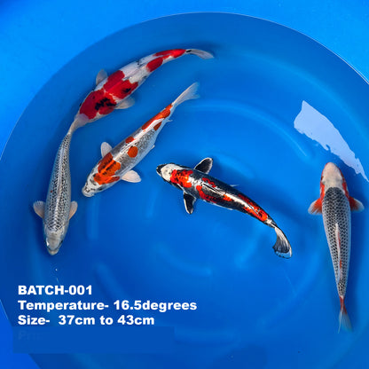 Wholesale Koi - BATCH-001