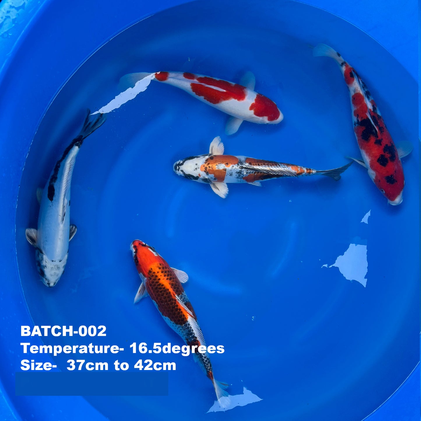 Wholesale Koi - BATCH-002