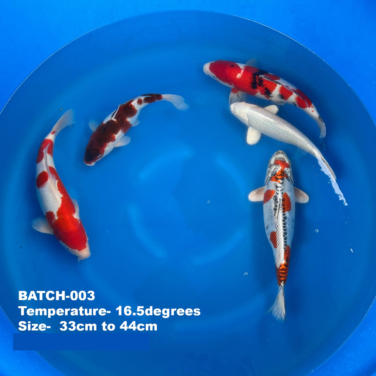 Wholesale Koi - BATCH-003