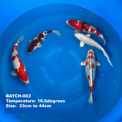 Wholesale Koi - BATCH-003