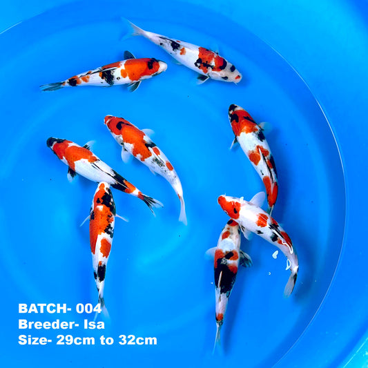 Wholesale Koi - BATCH-004