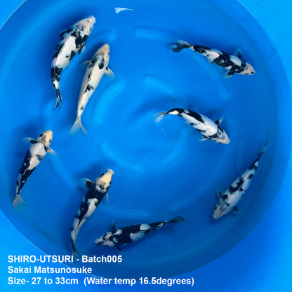 Wholesale Koi - BATCH-005