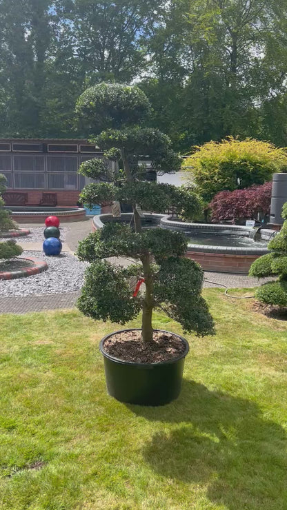 Cloud Tree 8 - 170cm