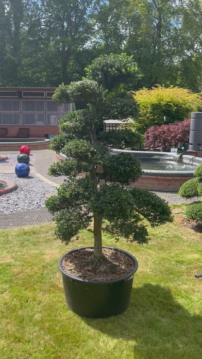 Cloud Tree 9 - 165cm