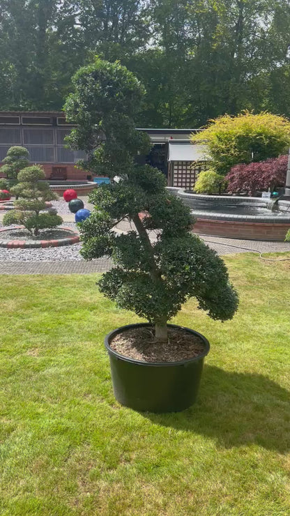 Cloud Tree 13 - 170cm