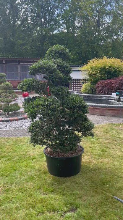 Cloud Tree 6 - 162cm