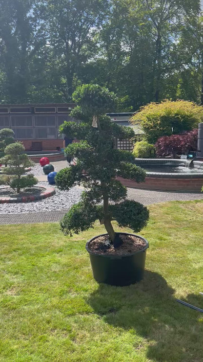 Cloud Tree 15 - 160cm