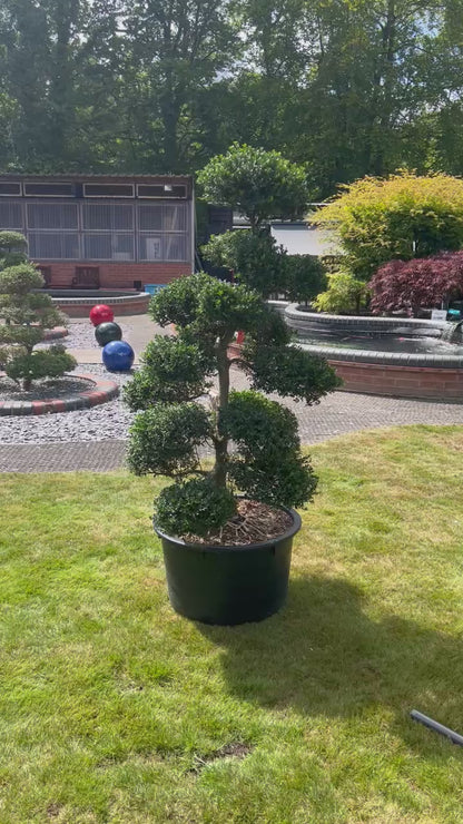 Cloud Tree 4 - 147cm