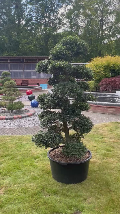 Cloud Tree 5 - 170cm