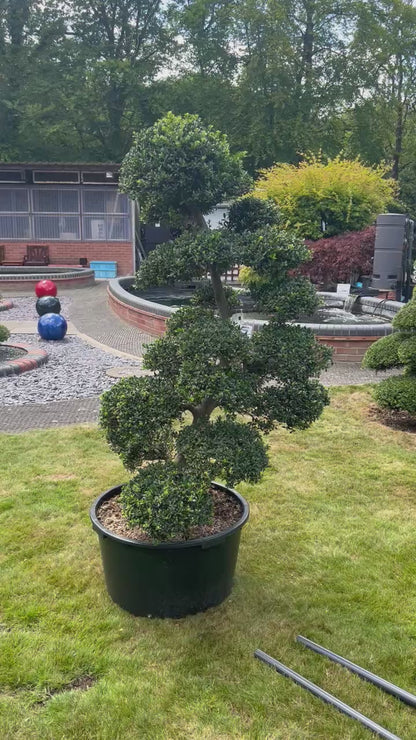 Cloud Tree 14 - 155cm