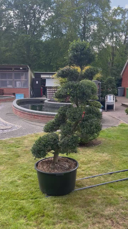 Cloud Tree 10 - 175cm