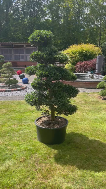 Cloud Tree 12 - 162cm