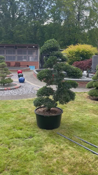 Cloud Tree 1 - 160cm