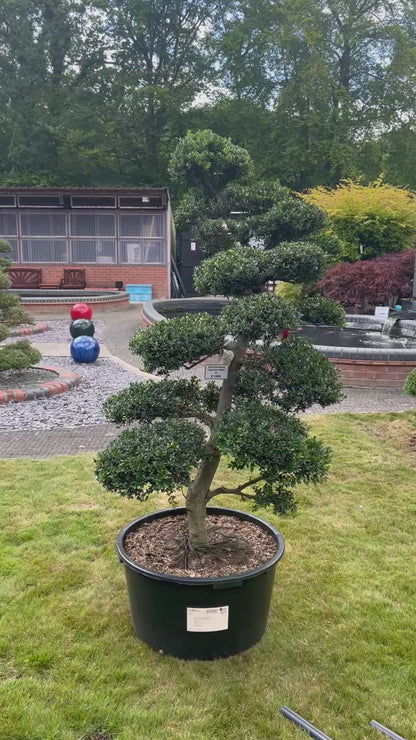 Cloud Tree 2 - 165cm