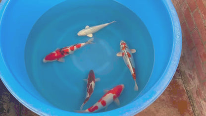 Wholesale Koi - BATCH-003