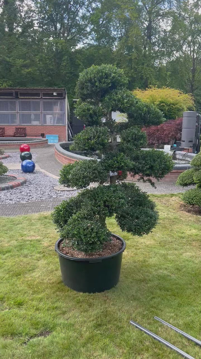 Cloud Tree 3 - 161cm